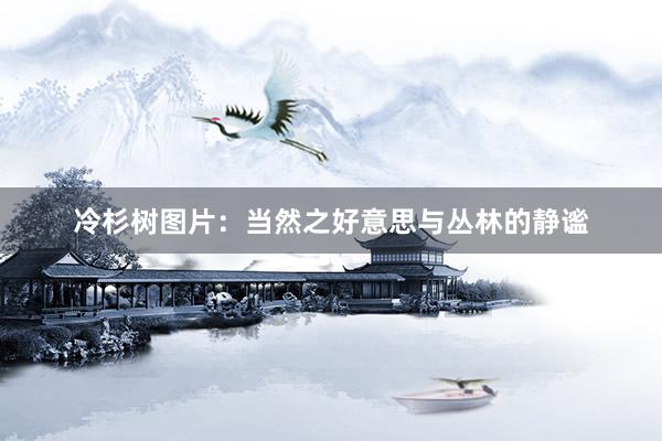 冷杉树图片：当然之好意思与丛林的静谧