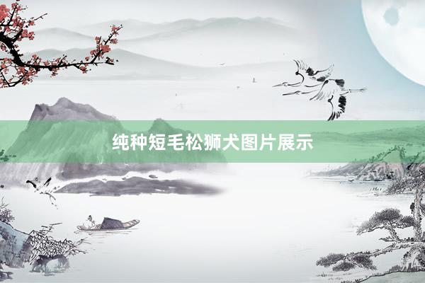 纯种短毛松狮犬图片展示